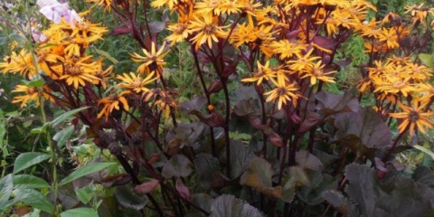 Buzulnik otello: fotografija i opis